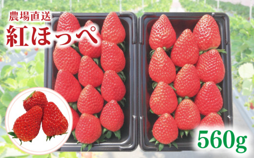 【事前受付】いちご 紅ほっぺ 約560g ( 約280g × 2P ) いちご 苺 ストロベリー 産地直送 ご当地 果物 くだもの フルーツ デザート 朝どれ 完熟 食品 冷蔵 げんき農場 埼玉県 羽生市