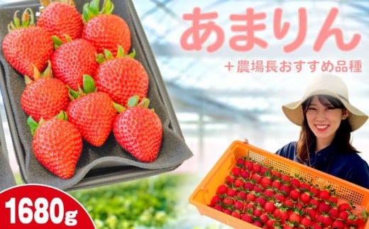 【事前受付】いちご あまりん +農場長おすすめ品種 1680g (280g×6P)  苺 食べ比べ イチゴ ストロベリー 産地直送 ご当地 果物 くだもの フルーツ デザート 食品 冷蔵 げんき農場 埼玉県 羽生市