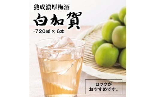 熟成濃厚梅酒白加賀(720ml×6本)【1292010】