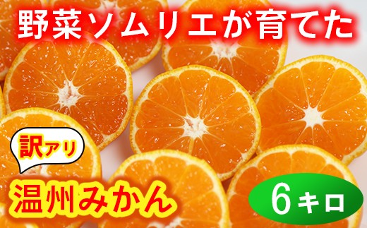 【訳あり・規格外品】野菜ソムリエ石児さんの「温州みかん 6kg」 ミカン みかん 蜜柑 柑橘 6kg 柑橘類 訳あり 甘い 温州みかん フルーツ ＜103-031＞