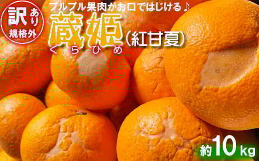 【訳あり・規格外品】今村農園の「蔵姫くらひめ(紅甘夏) 約10kg」 先行予約 10kg 2026年 3月発送 4月発送 わけあり 柑橘類 みかん ミカン フルーツ <107-028_7>
