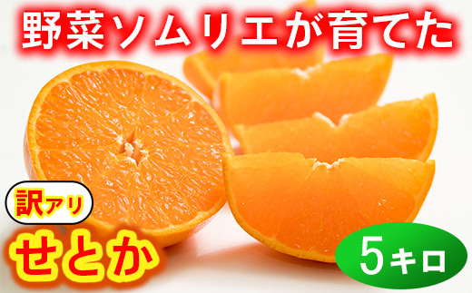【訳あり・優品】野菜ソムリエ石児さんの「せとか 5kg」  ミカン みかん 蜜柑 柑橘 5kg 柑橘類 せとか 訳あり フルーツ 2月 3月 先行予約 <103-013>