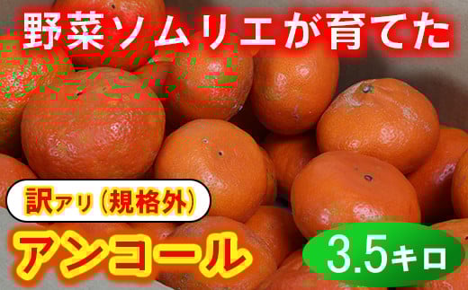 【訳あり・規格外品】野菜ソムリエ石児さんの「アンコール 3.5kg」 ミカン みかん 蜜柑 柑橘 3.5kg 訳あり 甘い 柑橘類 アンコール アンコールオレンジ フルーツ 先行予約 <103-017>