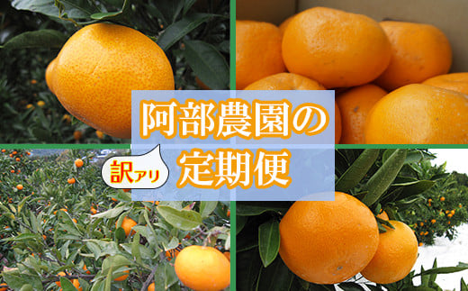 阿部農園の訳あり定期便C 田口早生・石地・青島・はるみ(11月・12月・1月・2月) / ミカン みかん 蜜柑 柑橘類 定期便 訳あり 先行予約 温州みかん 11月 12月 1月 2月 <112-803>