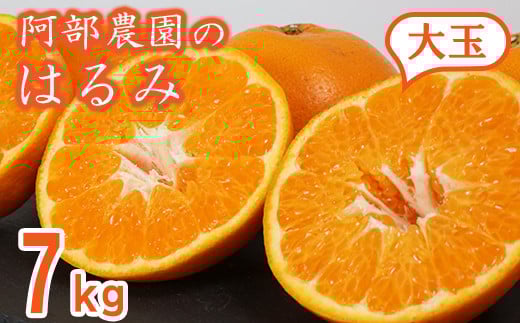 阿部農園の「はるみ(大玉) 約7kg」 / ミカン みかん 蜜柑 柑橘類 はるみ 先行予約 2月 訳あり 数量限定 フルーツ <112-009>