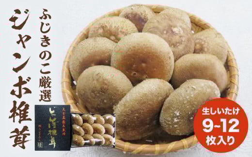 大分県産 生しいたけ 贈答用 9〜12枚入り ふじきのこ厳選! ジャンボ 椎茸 ( 生しいたけ ) 箱入り 贈答用 贈り物 肉厚 しいたけ 煮物 鍋 焼き バター醤油 トースター オーブンジューシー 冷蔵保存 菌床