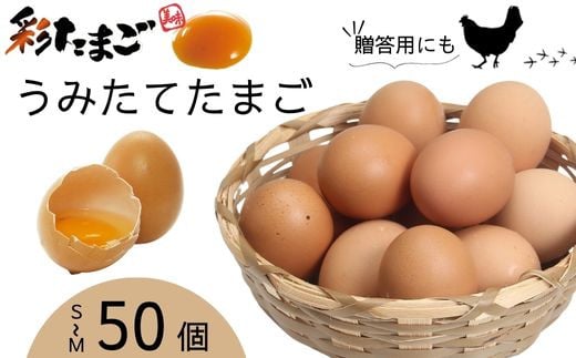 彩たまご うみたてたまご50個入り 化粧箱 80サイズ ｜ 養鶏場直送 新鮮 卵 たまご タマゴ 玉子 生卵 鶏卵 彩 国産 産みたて 久喜市 埼玉県 箱入り