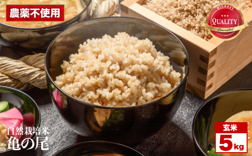 令和7年産 先行予約 自然栽培米 亀の尾 玄米 5kg くわのみ農園 ｜ 米 自然栽培 農薬不使用 玄米 亀の尾 銘柄米 幻の米 こめ ご飯 ごはん 長野県 飯田市 信州