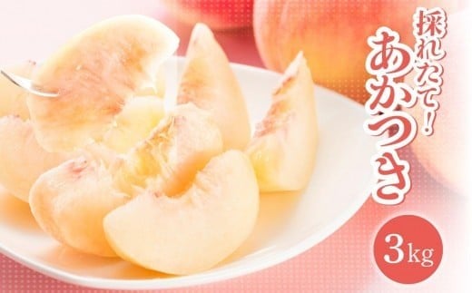 【2026年先行受付】長野県 南信州飯田産 桃 あかつき 約3kg1箱 | 桃 もも あかつき 長野県 産地直送 ジューシー くだもの 果物 フルーツ デザート 長野県 飯田市
