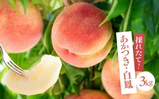 桃 あかつき 白鳳 南信州産 「 桃 」 約3kg 〈 あかつき ・ 白鳳 〉【2026年7月より順次発送】 | 果物 くだもの フルーツ 柿 桃 もも あかつき 白鳳 長野県 信州 南信州 飯田市
