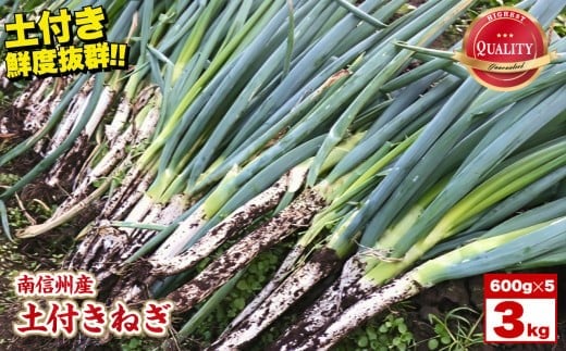 【南信州産】土付きねぎ　3kg(600g×5袋) ＪＡみなみ信州ＤＭセンター飯田市 | 土付きねぎ ねぎ ネギ 野菜 南信州 新鮮 送料無料 ふるさと納税 長野県 飯田市
