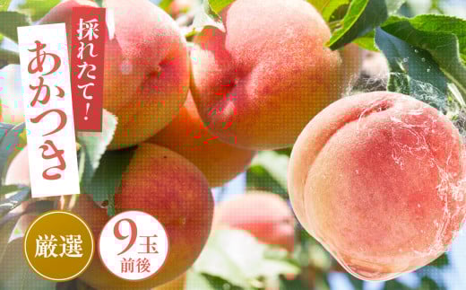 ふるさと納税 え 高森町 【贈答用】桃 あかつき3kg(7〜10個入)