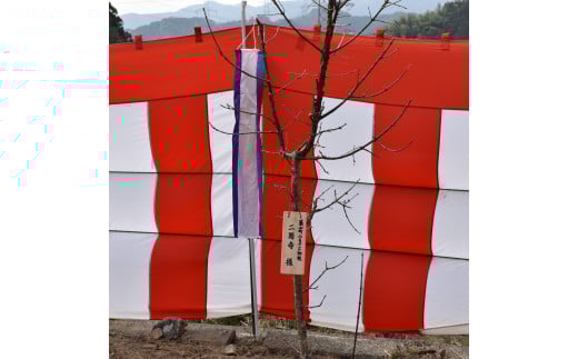 ひとつばたごの木 30年オーナー権【オーナー ひとつばたごの木 なんじゃもんじゃの木 白い花 植樹 花見】 K069002