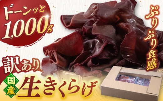 福岡県産 生きくらげ 1kg 木耳 キクラゲ 国産 ▼ 訳あり 訳アリ わけあり ワケアリ ご自宅用 きくらげ 生キクラゲ  生木耳 きのこ キノコ 菌床 桂川町/オドラ株式会社[ADBA001]