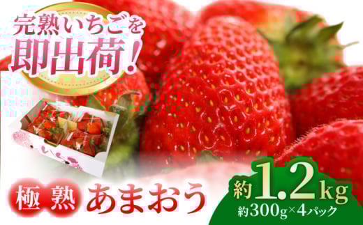 【2025年2月〜3月発送予定】完熟 あまおう ▼ イチゴ 苺 甘い あまい 冷蔵  ギフト 贈り物  果物 人気 福岡 桂川町/藤春苺園[ADAC001]