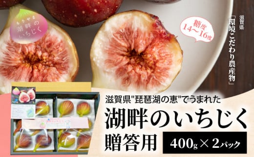 【2026年配送・先行予約】湖畔のいちじく贈答用 2パック 糖度14度〜糖度16度 美活 果物 フルーツ 旬のフルーツ 季節の果物 デザート お土産 冷蔵 お取り寄せ 守山市 滋賀県