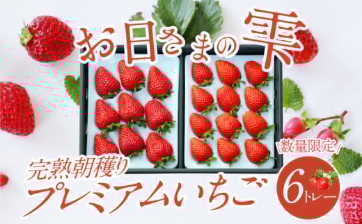 数量限定!お日さまの雫  完熟朝穫りプレミアムいちご 6トレー
