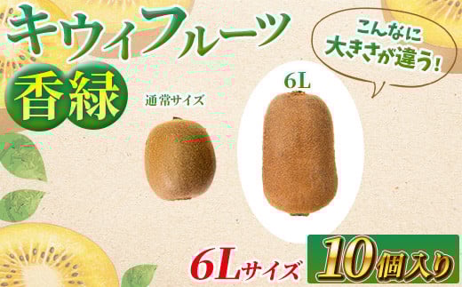希少キウイフルーツ 「香緑」。6Lサイズ10個入り 糖度16度。甘くておいしい<出荷時期:2025年12月15日出荷開始~2026年1月15日出荷終了>【キウイ フルーツ 神奈川県 南足柄市 】