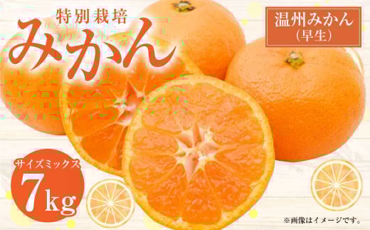 【先行受付】 特別栽培みかん(早生) 7kg サイズミックス 早生みかん 温州みかん みかん ミカン 蜜柑 フルーツ 柑橘 果物 果実 熊本県 上天草市【2025年11月上旬から12月上旬発送開始】