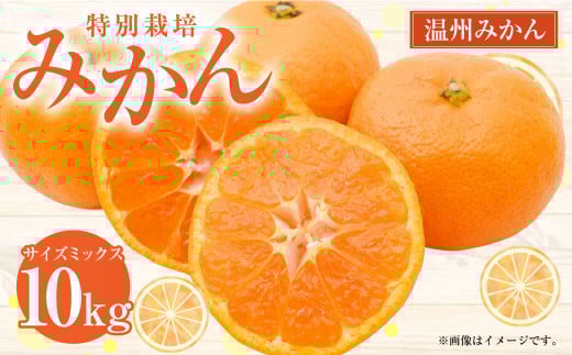 【先行受付】 特別栽培みかん 10kg サイズミックス 温州みかん みかん ミカン 蜜柑 フルーツ 柑橘 果物 果実 熊本県 上天草市【2025年12月下旬から2026年1月下旬発送開始】