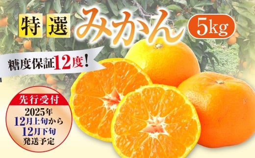 【先行受付】 特選 みかん 5kg 糖度保証 12度! 【2025年12月上旬から12月下旬発送予定】 温州みかん 果物 フルーツ ミカン 蜜柑 柑橘