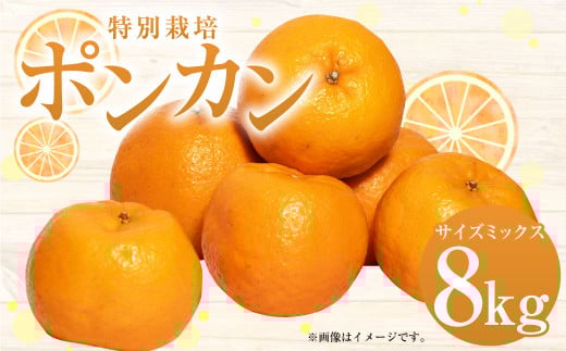 【先行受付】 特別栽培ポンカン 8kg サイズミックス ポンカン みかん フルーツ 柑橘 ジューシー 果物 天草 【2026年1月上旬から2月下旬発送開始】