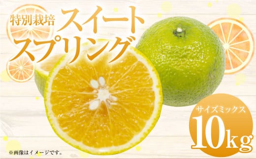 【先行受付】特別栽培スイートスプリング 10kg サイズミックス スイートスプリング みかん フルーツ 果物 果実 特別栽培 九州 熊本県産【2025年12月下旬から2026年2月上旬発送予定】