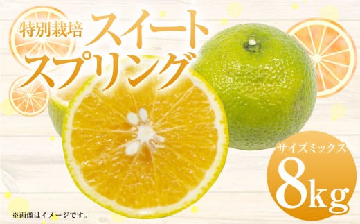 【先行受付】特別栽培スイートスプリング 8kg サイズミックス スイートスプリング 柑橘 フルーツ みかん 果物 天草 熊本県産【2025年12月下旬から2026年2月上旬発送予定】