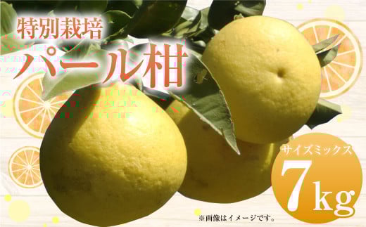 【先行受付】特別栽培パール柑(天草文旦) 7kg サイズミックス パール柑 天草文旦 柑橘 果物 フルーツ 熊本県産【2026年2月下旬から4月上旬発送開始】