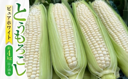 【先行受付】 とうもろこし ピュアホワイト 約4kg （11～16本） トウモロコシ 白いとうもろこし 白いスイートコーン コーン 野菜 【2026年6月上旬から6月下旬発送予定】