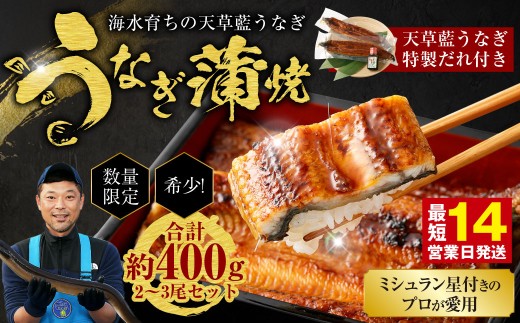 【ミシュラン星付きのプロが愛用】1日10セット限定!海水育ちの天草藍うなぎ 蒲焼き 2~3尾セット【合計約400g】数量限定!! 鰻 ウナギ うなぎ うなぎ蒲焼 鰻の蒲焼 うなぎ 国産