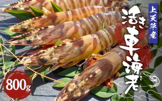 【配送日指定品】上天草産活き車海老800g(約30~40尾)活き車海老 車海老 車えび えび エビ 海老 生きたまま お取り寄せ 熊本県 上天草市【配送期間2025年11月20日から2026年1月31日】