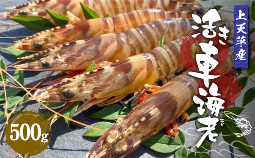 【配送日指定品】上天草産活き車海老500g(約15~25尾)活き車海老 車海老 車えび えび エビ 海老 生きたまま お取り寄せ 熊本県 上天草市【配送期間2025年11月20日から2026年1月31日】