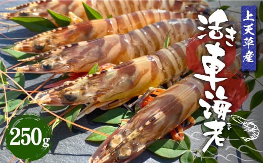 【配送日指定品】上天草産活き車海老250g(約8~15尾)活き車海老 車海老 車えび えび エビ 海老 生きたまま お取り寄せ 熊本県 上天草市【配送期間2025年11月20日から2026年1月31日】