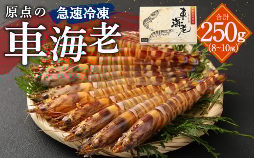 原点の車海老「急速冷凍」250g(8~10尾)1パック 車海老 車えび くるまえび 急速冷凍 新鮮 お刺身 天ぷら 塩焼き 熊本県産