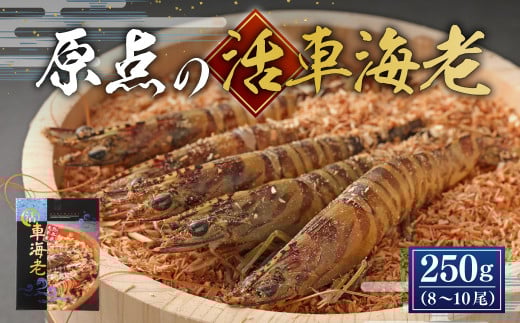 【配送日指定品】原点の車海老 250g (8~10尾) 活き車海老 生えび 海老 エビ えび 車エビ 車海老 活きたまま 熊本県 上天草市【2025年11月18日から2026年2月28日発送予定】