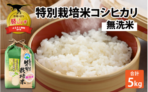 【先行予約】令和7年産 新米 特別栽培米コシヒカリ 5kg ×1袋（無洗米）【発送は2025年9月20日より】 [A-005002]