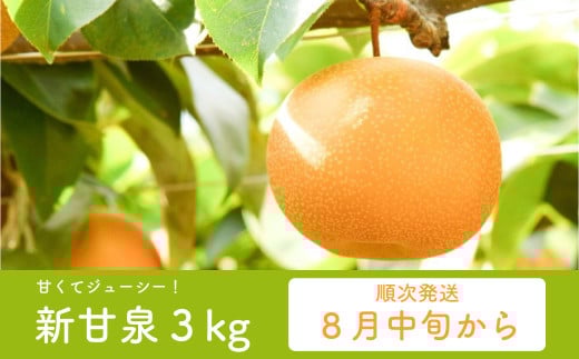[数量限定]プレミアム新甘泉 3kg 4玉〜10玉前後 高間商店 8月中旬から順次発送 [もぎたて 旬 フルーツ 果物 オリジナルブランド 新品種 赤梨 梨 シャキシャキ 新甘泉][Y025]