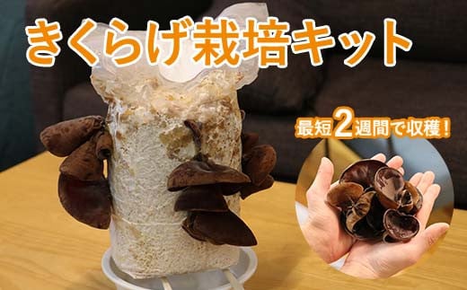 おうちでかんたん!純国産きくらげ栽培キット