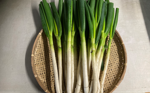 白ネギ(泥付き)