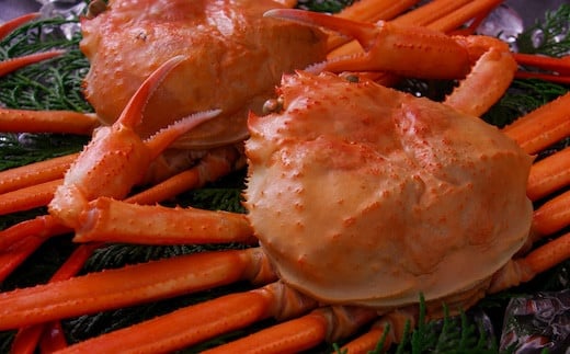 ボイル紅ズワイガニ 400～490g×3枚