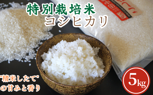 【令和7年産 新米】特別栽培米コシヒカリ5kg【令和7年10月以降発送】