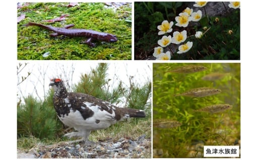 12 守ろう！富山の生き物