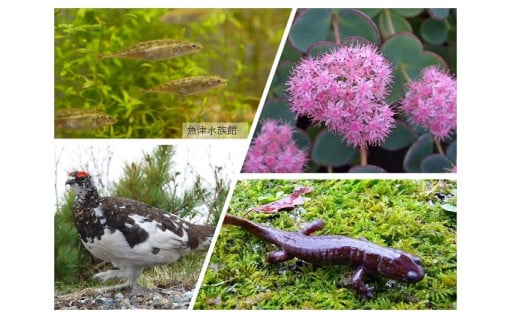 9　富山の希少な野生動植物の情報収集