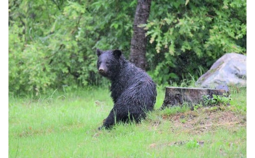 13　クマと遭遇しないための環境づくりの推進