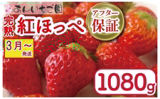 いちご 紅ほっぺ 4パック 1080g  ( 2026年 3月 発送開始 ) 期間限定 人気 果物 フルーツ 新鮮 旬 冬 春 ケーキ ショートケーキ デザート ギフト 贈り物 贈答 イチゴ 苺 ストロベリー 徳島県 吉野川市 あんいちご園
