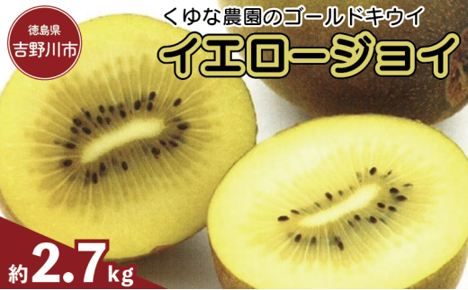 訳あり ゴールドキウイ 先行予約 約2.7kg 2025年11月上旬~発送 イエロージョイ キウイフルーツ キウイ フルーツ イエロージョイ 糖度 16度 期間限定 果物 ビタミンC 新鮮 旬 デザート 国産 ギフト 贈り物 送料無料 吉野川市 徳島県 くゆな農園
