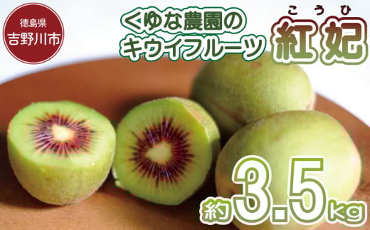 訳あり キウイフルーツ 紅妃 3.5kg 先行予約 2025年10月上旬~ 年内に発送予定 紅妃 レインボーレッド キウイ 国産 果物 デザート スイーツ ケーキ ゼリー ジュース ジャム シャーベット アイス  フルーツ ギフト プレゼント 贈答 送料無料 徳島県 吉野川市 くゆな農園