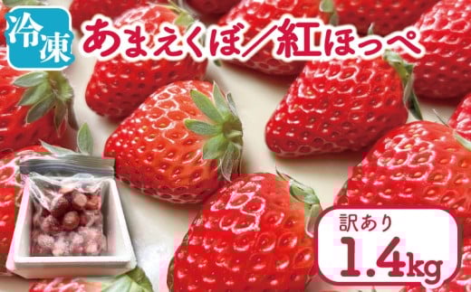訳あり いちご 冷凍 紅ほっぺ あまえくぼ 1.4kg 冷凍いちご 人気 果物 フルーツ 冷凍フルーツ フローズン スムージー ヨーグルト アイスクリーム 新鮮 旬 冬 春 ケーキ ショートケーキ デザート ギフト 贈り物 贈答 イチゴ 苺 ストロベリー 徳島県 吉野川市 あんいちご園