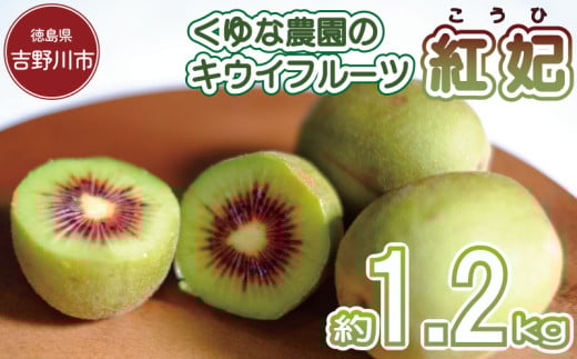 先行予約 キウイフルーツ 紅妃 1.2kg 2025年10月上旬~ 年内に発送予定 紅妃 レインボーレッド キウイ 国産 果物 デザート スイーツ ケーキ ゼリー ジュース ジャム シャーベット アイス  フルーツ ギフト プレゼント 贈答 送料無料 徳島県 吉野川市 くゆな農園